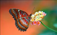 thumbnail of Red Lacewing Butterfly