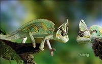 Chameleons1920x120010