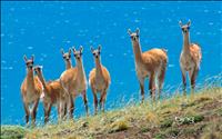 thumbnail of Guanacos1920x1200