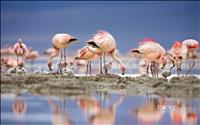 thumbnail of JamesFlamingos1920x1200