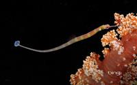 Pipefish1920x1200