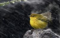 thumbnail of Warbler1920x1200