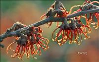 thumbnail of WitchHazel1920x1200