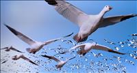 SnowGeese