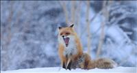 RedFox