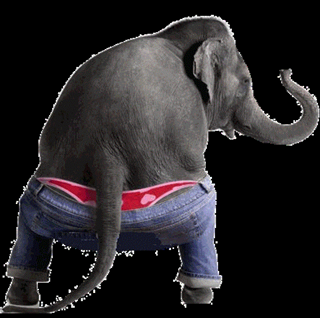 elephantexoticdancer
