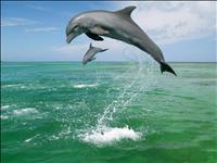 thumbnail of hd-dolphins-wallpaper-4