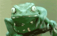 Frog-scratching-eye-rubbing-belly
