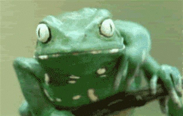 Frog-scratching-eye-rubbing-belly