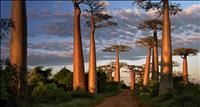 Baobabs