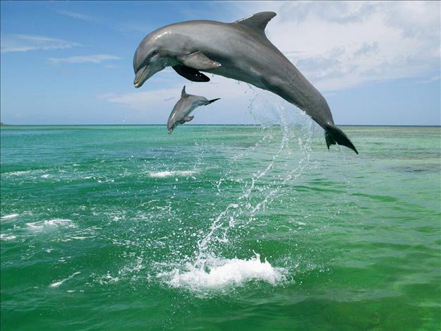hd-dolphins-wallpaper-4