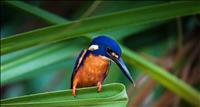 thumbnail of AzureKingfisher