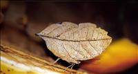 LeafMimicButterfly