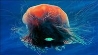 LionsManeJellyfish