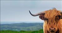 thumbnail of ScottishCow