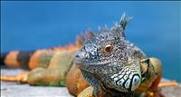 thumbnail of Iguana