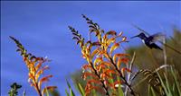 HummingbirdFeeder