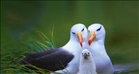 AlbatrossFamily