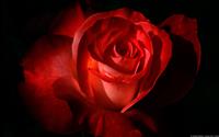 thumbnail of Scarlet Rose