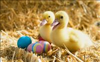 Ducklings with Colorful Eggs