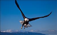 thumbnail of Bald Eagle