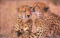 thumbnail of Cheetahs