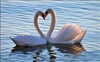 Mute Swan Heart