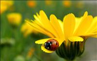 Ladybug on Flower Petal