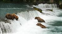 BearsBrooksFalls