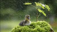 DucklingRain