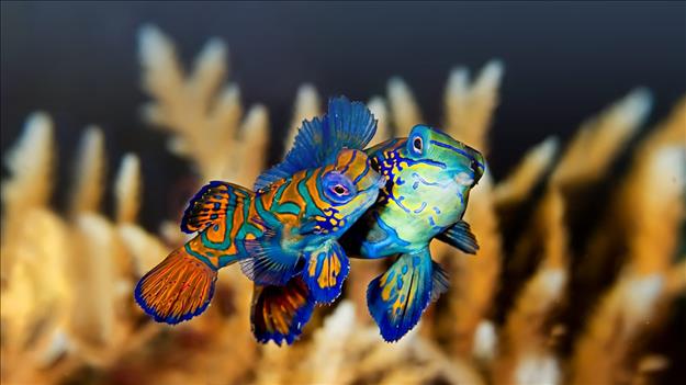 MatingMandarinFish