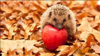 thumbnail of HedgehogsApple