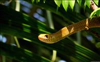 thumbnail of 6dattatreyapatra-ratsnake