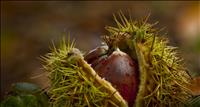 Chestnuts