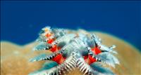 thumbnail of ChristmasTreeWorms