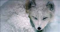 ArcticFox