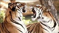 thumbnail of Tigers77