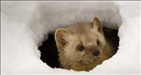 thumbnail of PineMarten