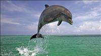 thumbnail of hd-dolphins-wallpaper-1