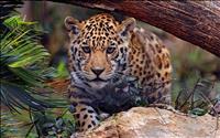 thumbnail of 1280x800-Jaguar-baby