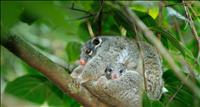 GreenRingtailPossum