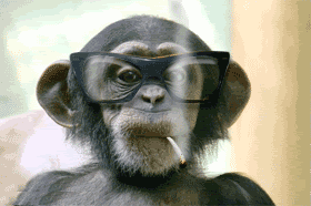 Chimp with glasses smoking