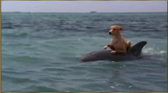 Dolphin and Dog - Let as be Friends